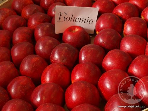 Bohemia Red jabloň podnož MM106 čtvrtkmen