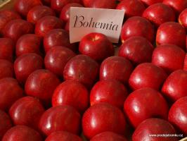 Jabloň Bohemia Red (podnož M9, zákrsek)