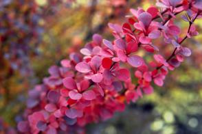 Dřišťál Thunbergův Ruby Star