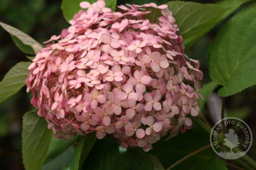 Hortenzie křovitá Candybelle - Bubblegum