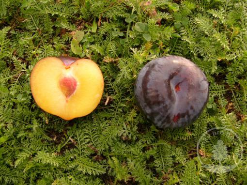 Bluma Black Amber (podnož Myrobalán, vysokokmen, kontejner)
