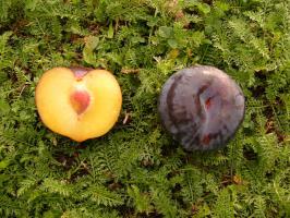 Bluma Black Amber (podnož Myrobalán, vysokokmen, kontejner)