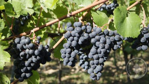 Cabernet Cantor - vinná réva