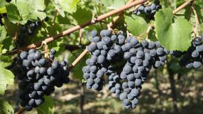 Cabernet Cantor vinná réva