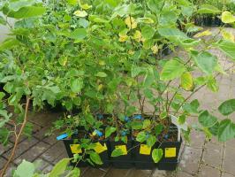 Moruše Mojo Berry