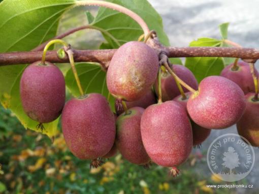 Red Jumbo kiwi (samičí rostlina)