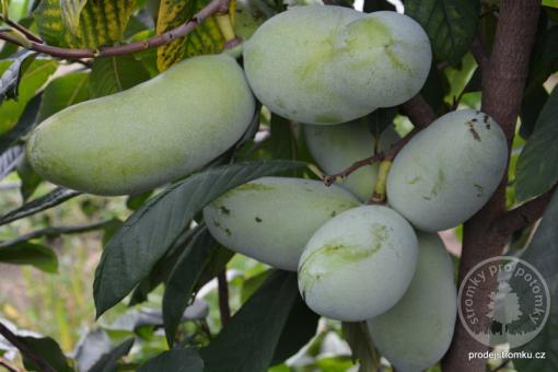 Paw paw Convis banán severu Asimina triloba