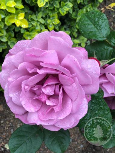 Deutsche Welle růže floribunda