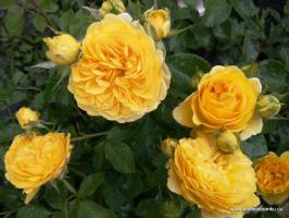 Inka - Anglická růže