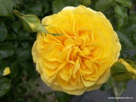 Inka - Anglická růže