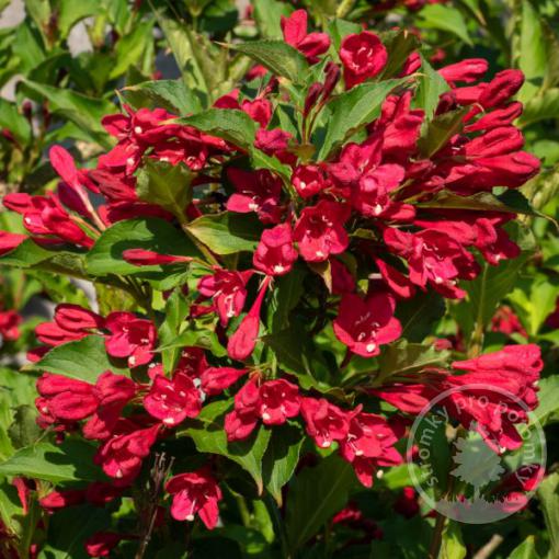 Vajgélie květnatá Newport Red