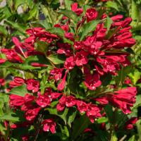 Vajgélie květnatá Newport Red