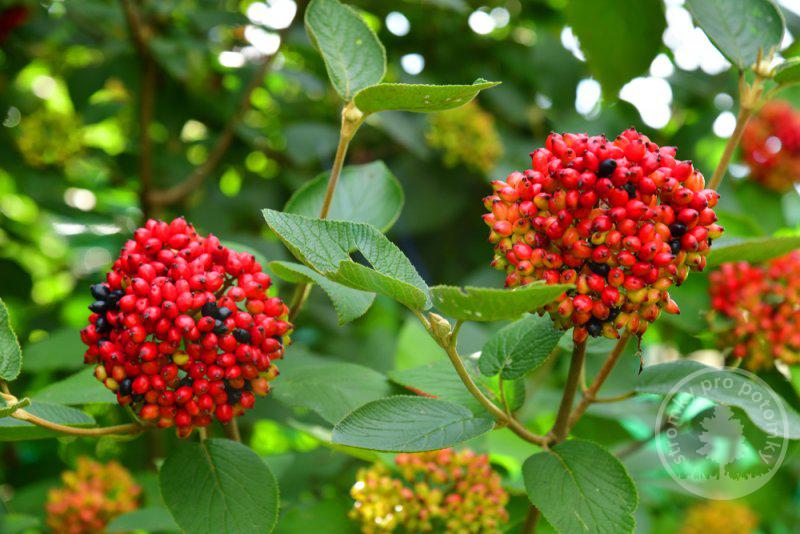 Kalina Tušalaj Viburnum Lantana Prodej stromků