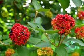 Kalina Tušalaj - Viburnum Lantana