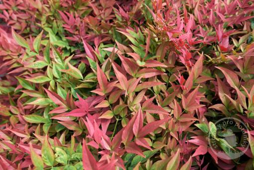 Nandina Blush Pink - Nebeský Bambus