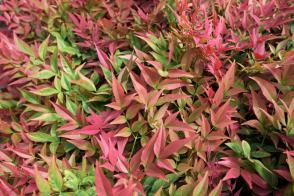 Nandina Blush Pink - Nebeský Bambus