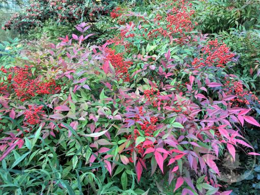 Nandina Blush Pink - Nebeský Bambus