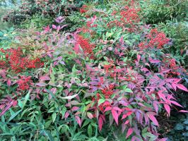 Nandina Blush Pink - Nebeský Bambus