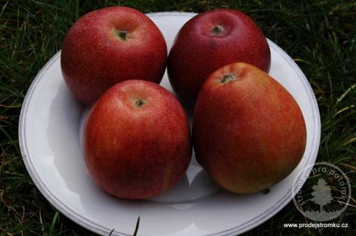 Jabloň Braeburn Mariri Red (podnož M9, kontejner)