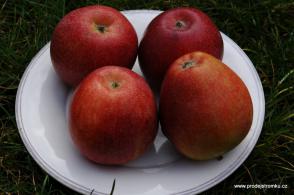 Jabloň Braeburn Mariri Red (podnož M9, kontejner)