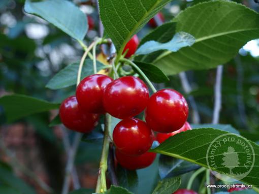 Hortensia třešňovišeň podnož Mahalebka