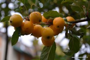 Okrasná jabloň Winter Gold