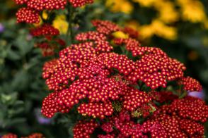 Řebříček obecný Paprika