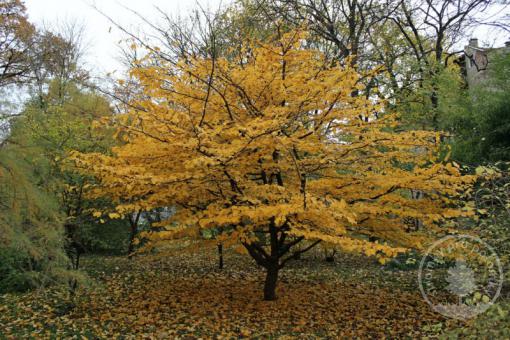 Parócie perská (vícekmen )