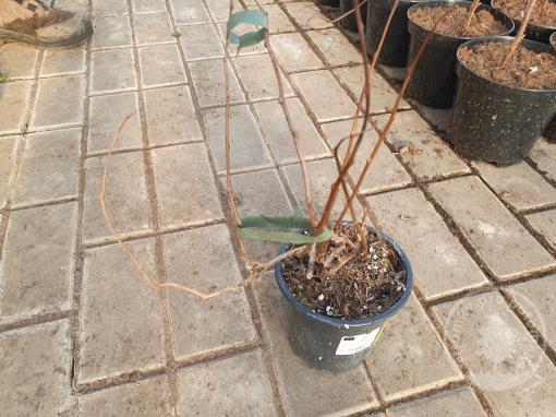 Japsai kiwi samosprašné