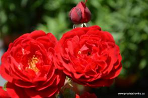 Capricia Renaissance růže