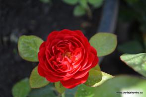 Capricia Renaissance růže
