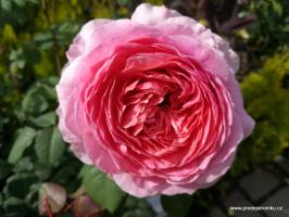 Eisvogel anglická růže