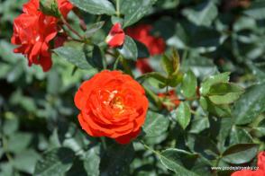 Carmen Starlet Rose růže