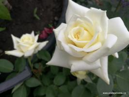 Polarstern růže velkokvětá