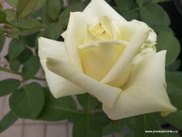 Polarstern růže velkokvětá