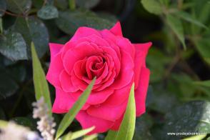 Hot Lady růže