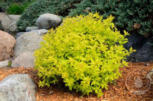 Tavolník japonský Goldmound