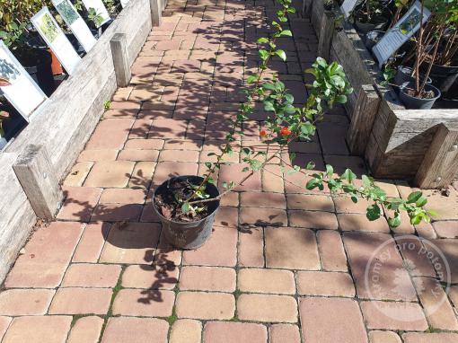 Kdoulovec CIDO RED citron severu