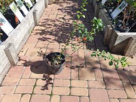 Kdoulovec CIDO RED citron severu