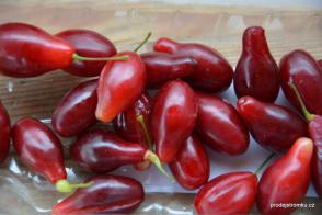 Dřín jedlý Kostia (kontejner)