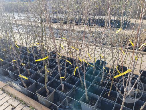 Dřín jedlý Kostia (kontejner)