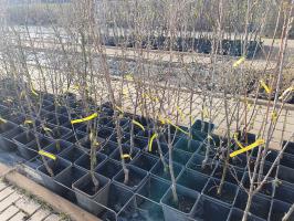 Dřín jedlý Kostia (kontejner)