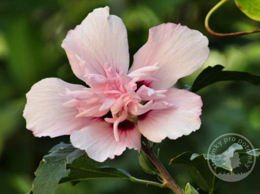 Ibišek syrský Pink Chiffon