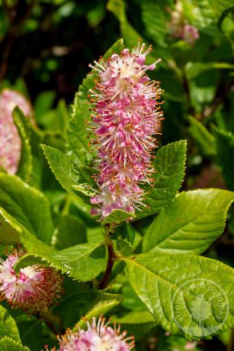 Jochovec olšolistý Ruby Spice