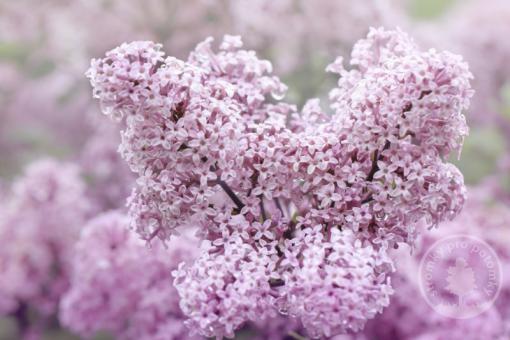 Šeřík Meyerův Flowerfesta Pink