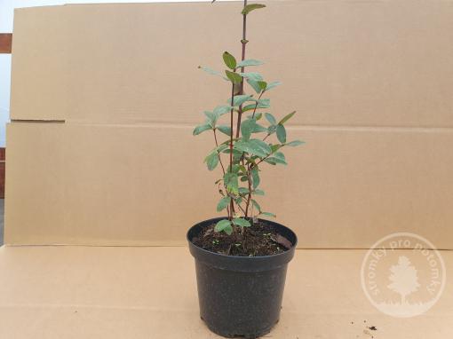 Čukotská borůvka Blue Treasure