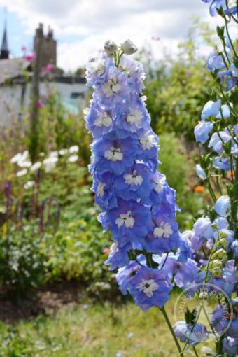 Stračka Light Blue with Blue White Bee