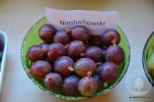 Angrešt Niesluchowski (stromkový)