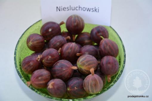 Angrešt Niesluchowski (stromkový)