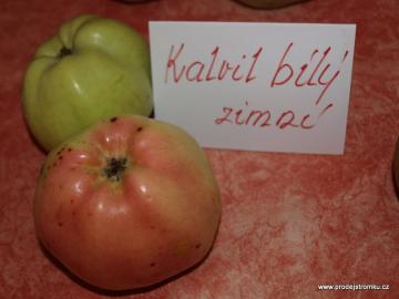 Po kliknutí se zobrazí větší varianta obrázku. Kalvil bílý zimní